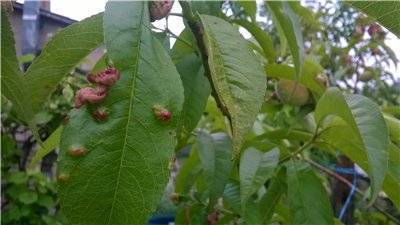 Методы защиты и лечения персика от курчавости листьев