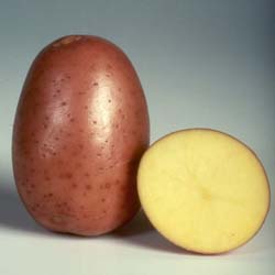 Сорт картофеля беллароза: описание, посадка и уход