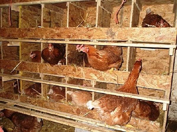 Разведение кур в домашних условиях