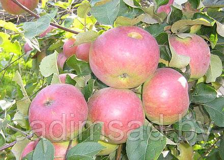 Карликовая яблоня раннее сладкое
