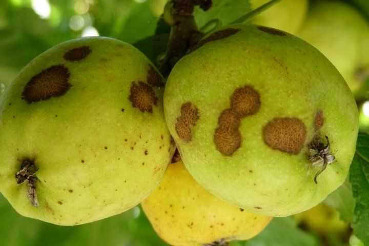 Обработка парши на яблоне: химические средства и народная медицина