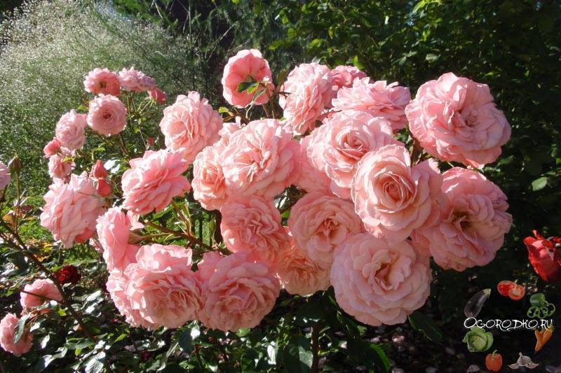 Как вырастить розы в своем саду: посадка и уход — краткая энциклопедия для начинающих садоводов (170 фото)