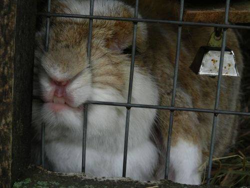 Дезинфекция клеток кроликов