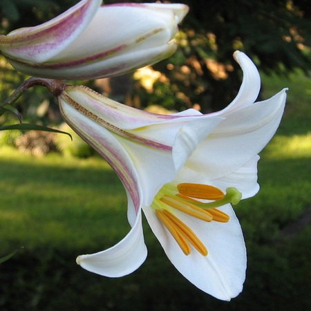 Простые и гибридные лилии: посадка и уход в открытом грунте в сибири, разновидности и сорта с фото, выращивание и размножение ла- и от-гибридов, сочетание с другими растениями