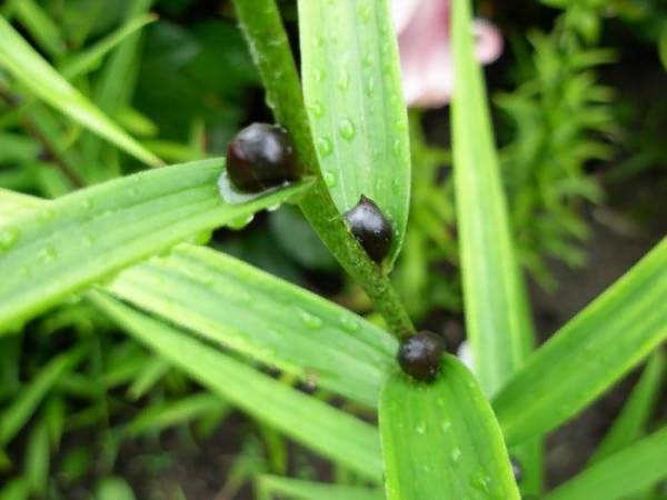 6 действенных способов для размножения лилий