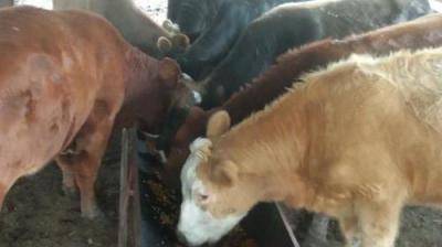 Искусственное осеменение коров – способы и преимущества