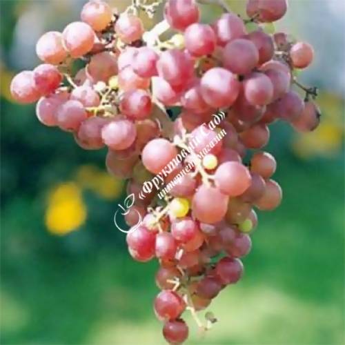 Описание сорта винограда рилайнс пинк сидлис, основные характеристики и особенности