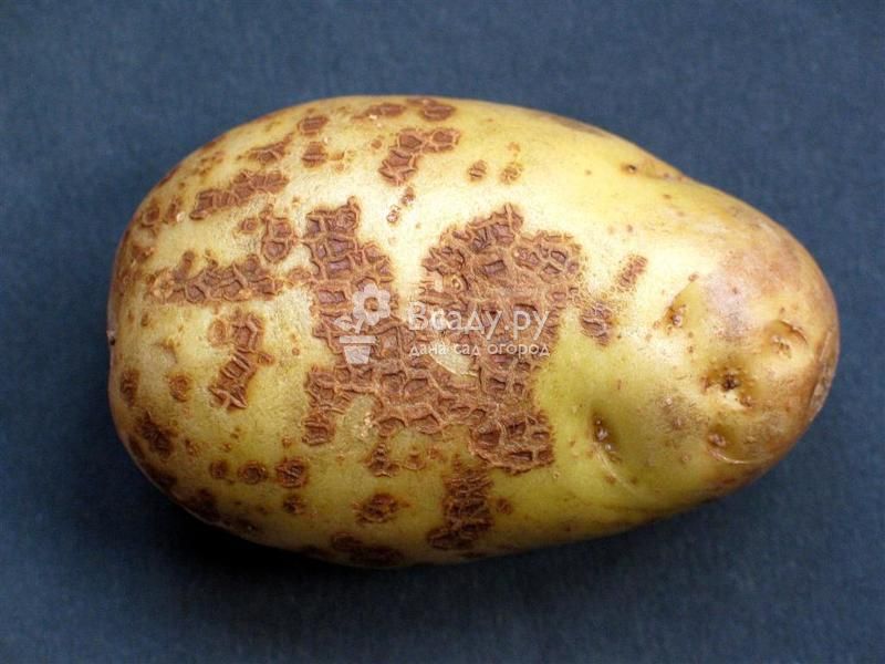 Заболевания картофеля, какие бывают, что делать и как вылечить болезни картошки