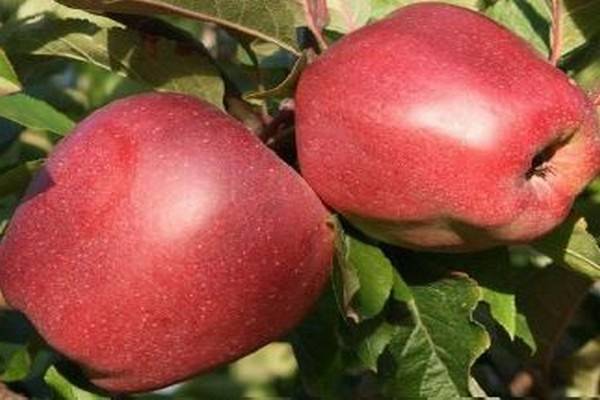 Всё о выращивании яблони сорта глостер