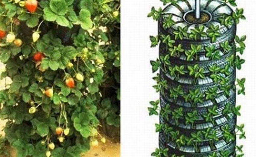 Выращивание клубники в трубах пвх вертикально | красивый дом и сад
