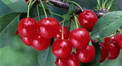 Характеристика сорта вишни уральская рубиновая