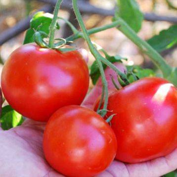 Сорт томата «красная шапочка»: описание, характеристика, посев на рассаду, подкормка, урожайность, фото, видео и самые распространенные болезни томатов