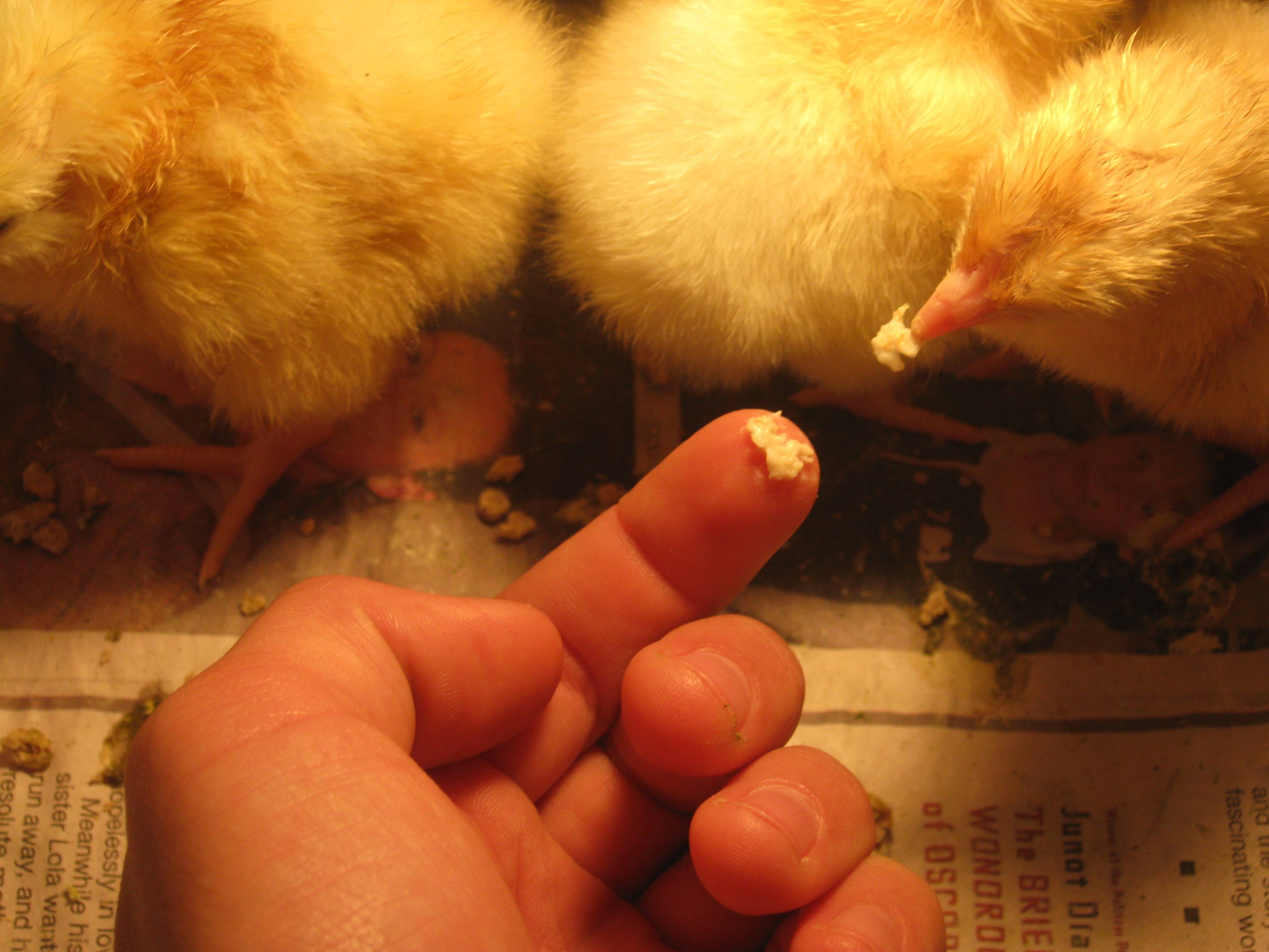 Цыплята кормление и содержание первые 3 недели