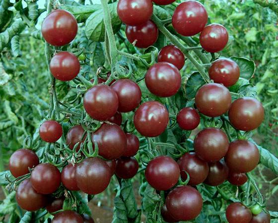 Томат семеновна: отзывы, фото, урожайность | tomatland.ru