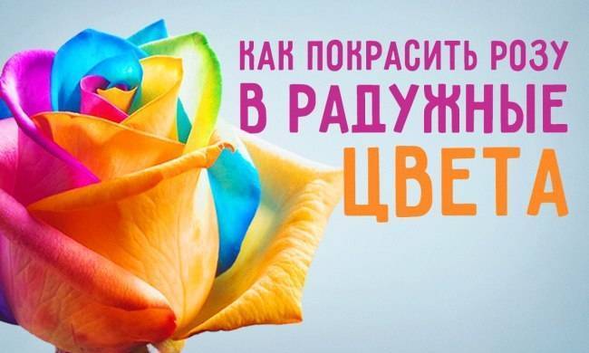 Как покрасить белые розы в синий цвет. как покрасить розу в разные цвета? очень просто