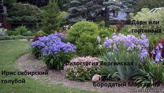 Клумбы с ирисами в ландшафтном дизайне: посадка, полив и уход за ними