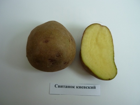 Любимый народный картофель «репанка»: описание сорта, фото, характеристика
