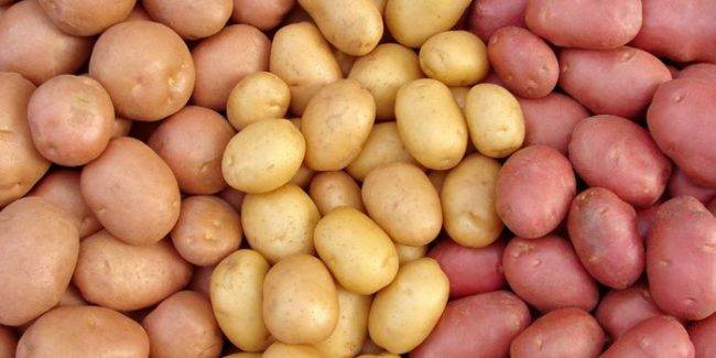 Картофель аусония: описание сорта, характеристики, достоинства, сроки и технология посадки, методика выращивания, отзывы