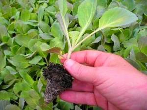 Как подготовить семена капусты к посадке на рассаду