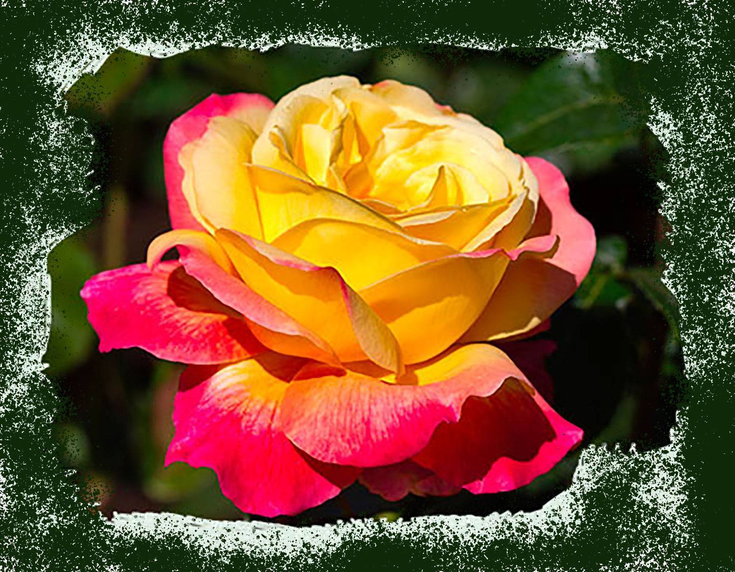Чайная роза: фото как цветет, уход в саду, почему так называется, как выглядит, выращивание комнатной дома, посадка