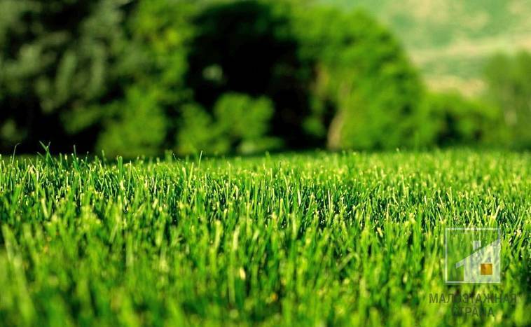 Подходим к делу грамотно: правила посадки газонной травы и советы по уходу