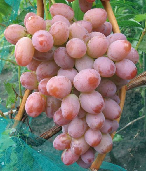 Описание гибридного сорта винограда «румба» и его фото