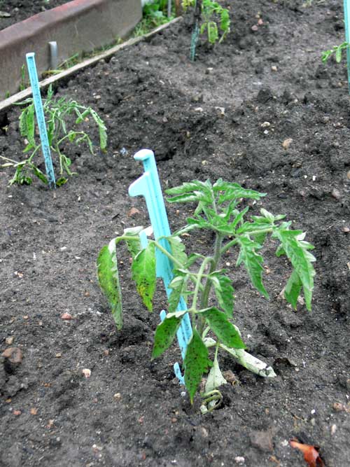 Как посадить помидоры, когда их лучше сеять, что об этом необходимо знать