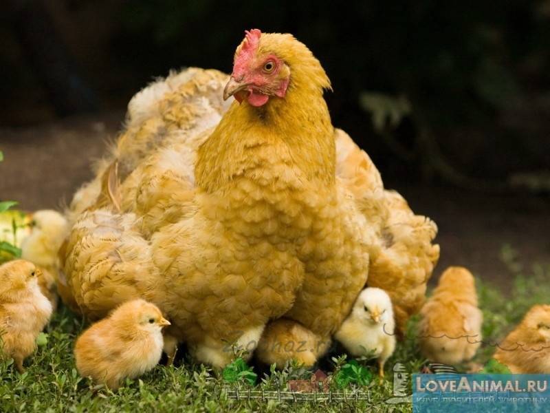 Сколько дней и как курица наседка высиживает яйца (сроки высиживания)