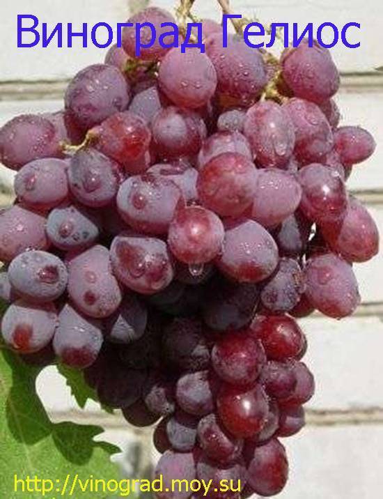 Описание и характеристика винограда сорта оригинал, посадка и уход