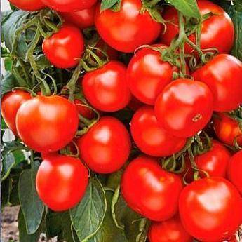 Как вырастить томаты «красная шапочка»