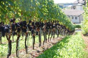 Как правильно выращивать виноград из черенков