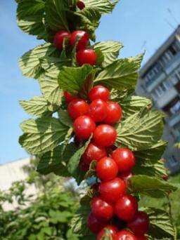 Магалебская вишня (антипка): выращивание и уход