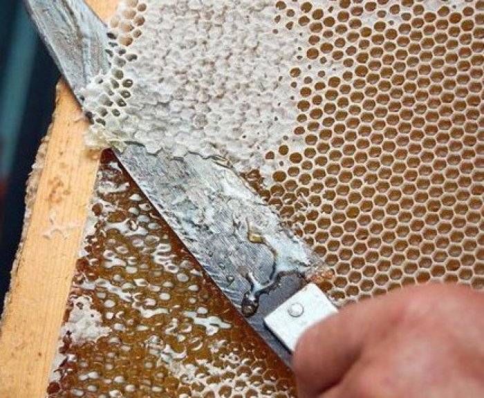 Пчелиный забрус: польза, вред и как применять