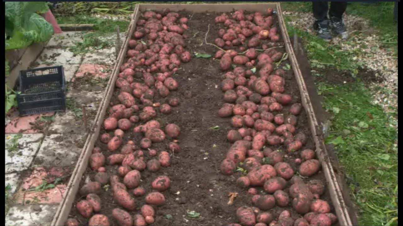 Технология выращивания картофеля
