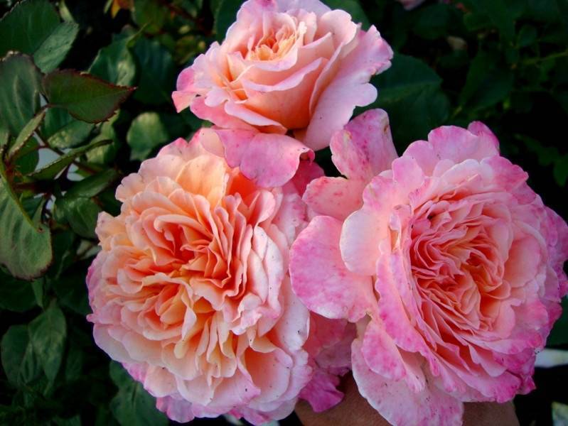 Роза августа луиза (augusta luise): описание сорта и правила выращивания