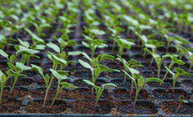 Рассада цветной капусты – как вырастить без проблем