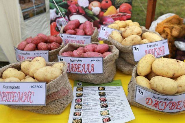Лучшие сорта картофеля для Пермского края, Урала: описание, сравнение
