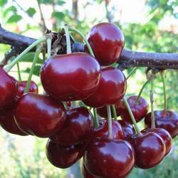 Лучшие сорта вишни для сибири - 25 самых крупных, вкусных, сладких