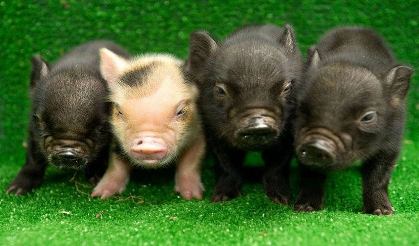 Популярные породы свиней