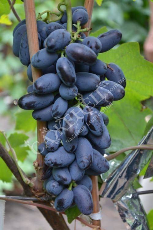 Виноград «байконур»: описание сорта, отзывы + фото и видео