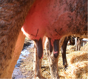 Как проявляется мастит у коровы и методы его лечения