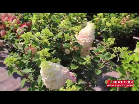 Гортензия сандей фрайз (sundae fraise) — описание сорта и его выращивание