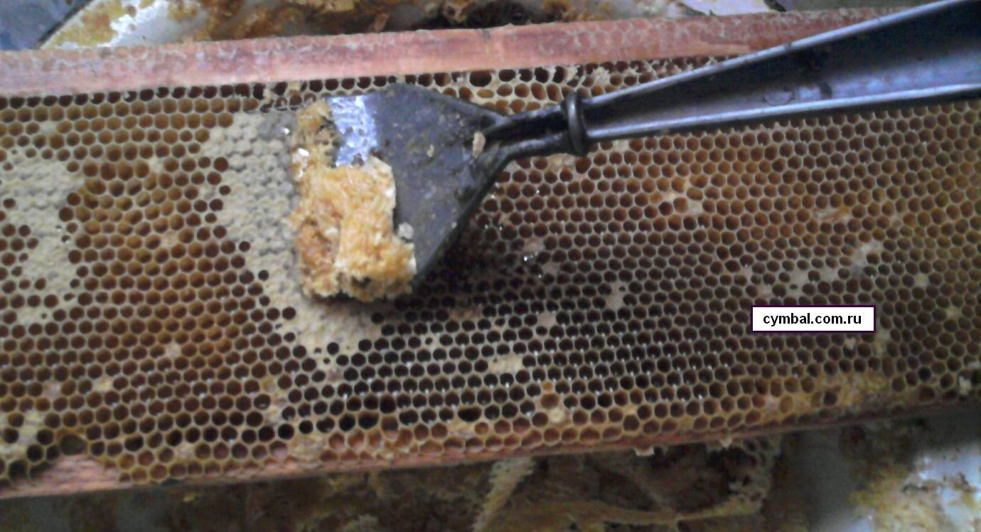 Забрус. лечебные свойства, польза и вред, как хранить, принимать медовый продукт пчеловодства