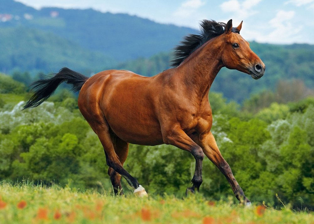 Сколько весит лошадь? вес и степень упитанности