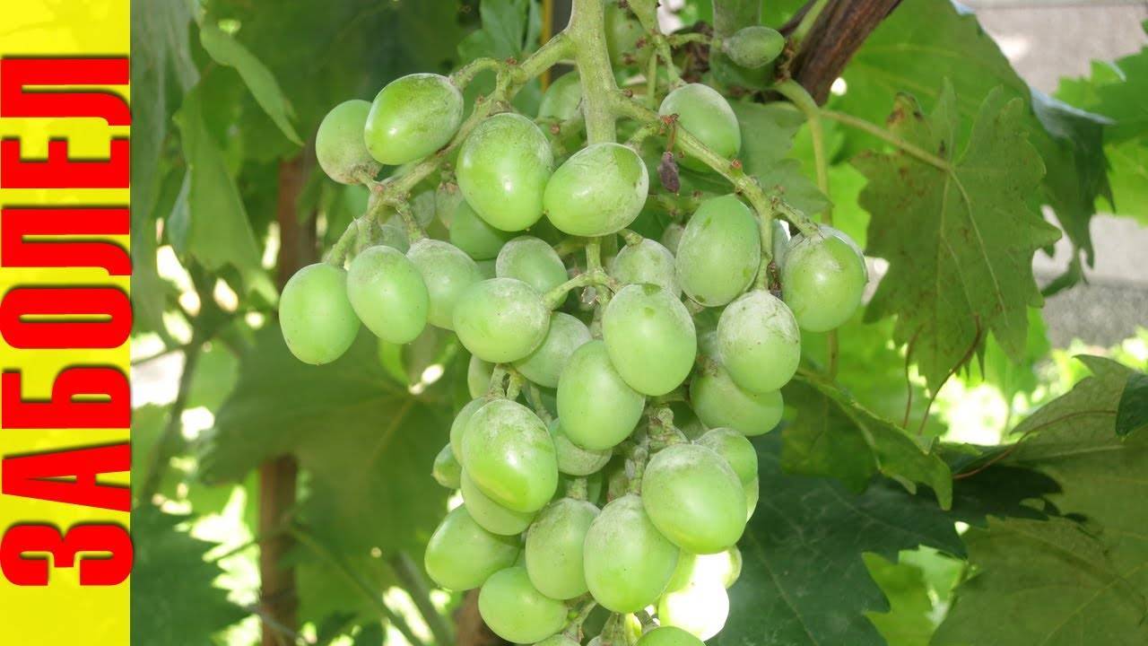 Оидиум на винограде