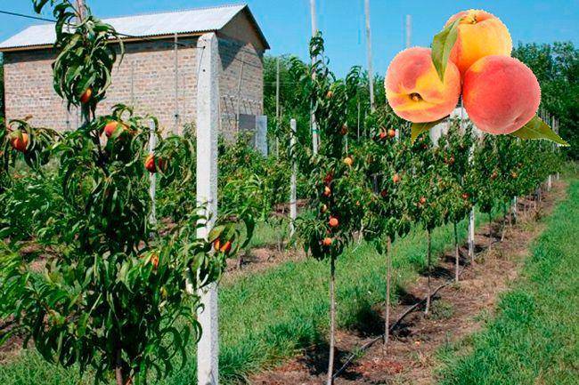 Как вырастить персик из косточки – посадка и уход, правила пересадки саженца