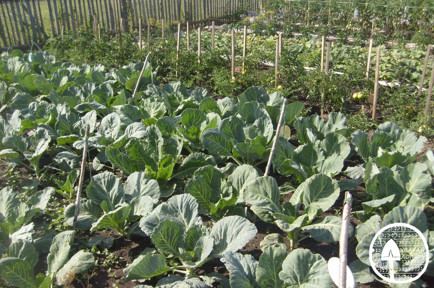Выращивание капусты в открытом грунте: посадка, уход и сбор урожая