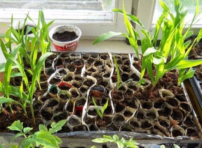 Как вырастить кукурузу на даче из семян или через рассаду: когда сажать, как ухаживать и другие особенности