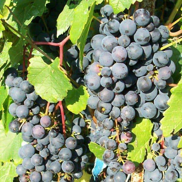 Виноград молдова: описание сорта, характеристики, фото, отзывы, правила выращивания и ухода
