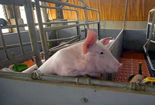 Сибирская северная порода свиней – описание и характеристики 2020